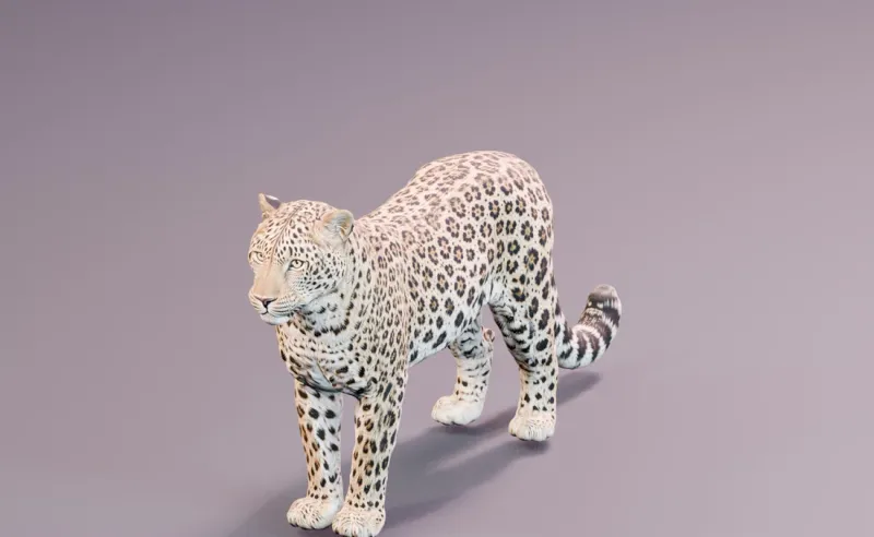 Textured inspiration render of the Amur leopard model.