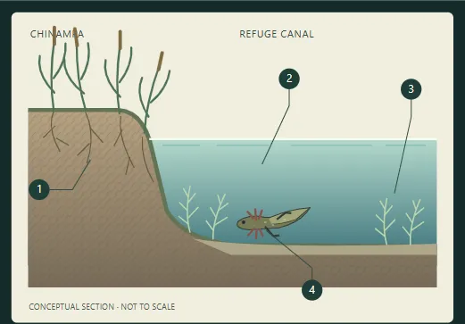 Current canal schematic with a chinampa bank at left, blue-green refuge water at right, submerged plants, and a small axolotl below the surface.