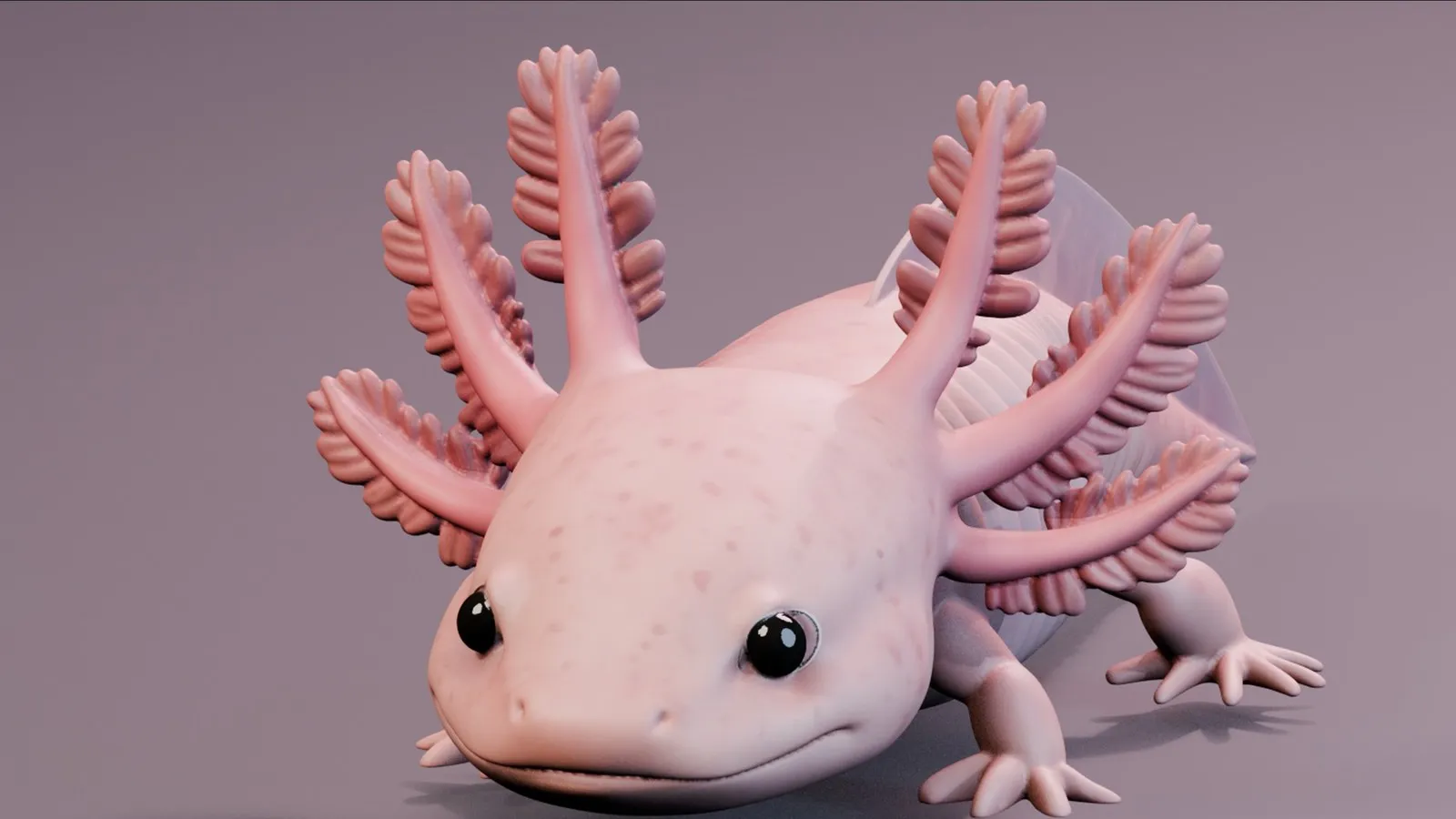 Cropped digital colour study of the axolotl model, showing the branching external gills around its head.