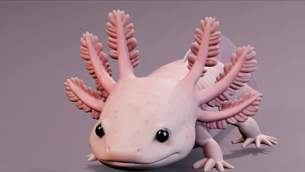 Cropped digital colour study of the axolotl model, showing the branching external gills around its head.