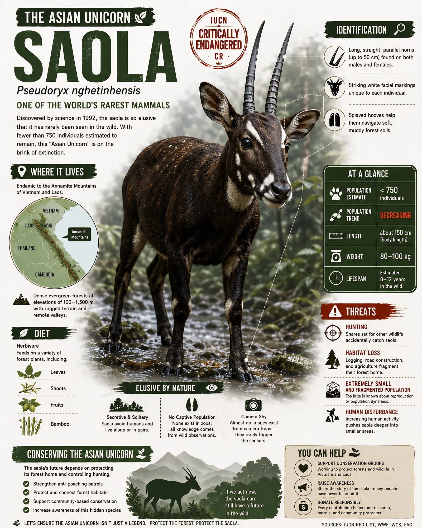 Saola educational infographic poster with species facts, habitat, threats, and conservation information.
