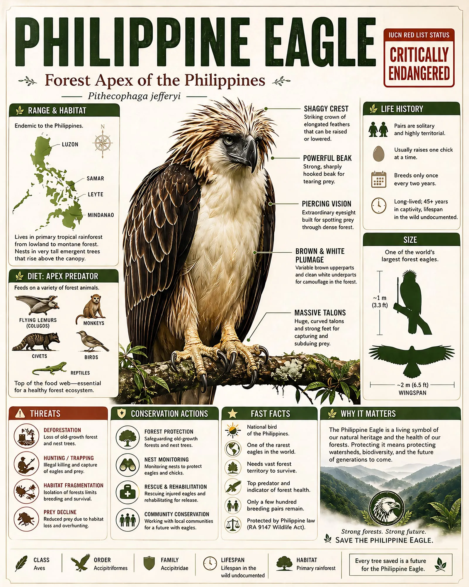 Philippine eagle educational infographic poster with species facts, habitat, threats, and conservation information.
