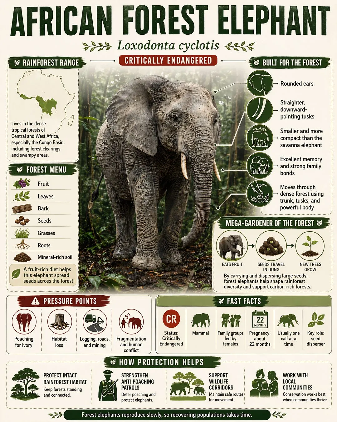 African forest elephant educational infographic poster with species facts, habitat, diet, threats, and conservation information.