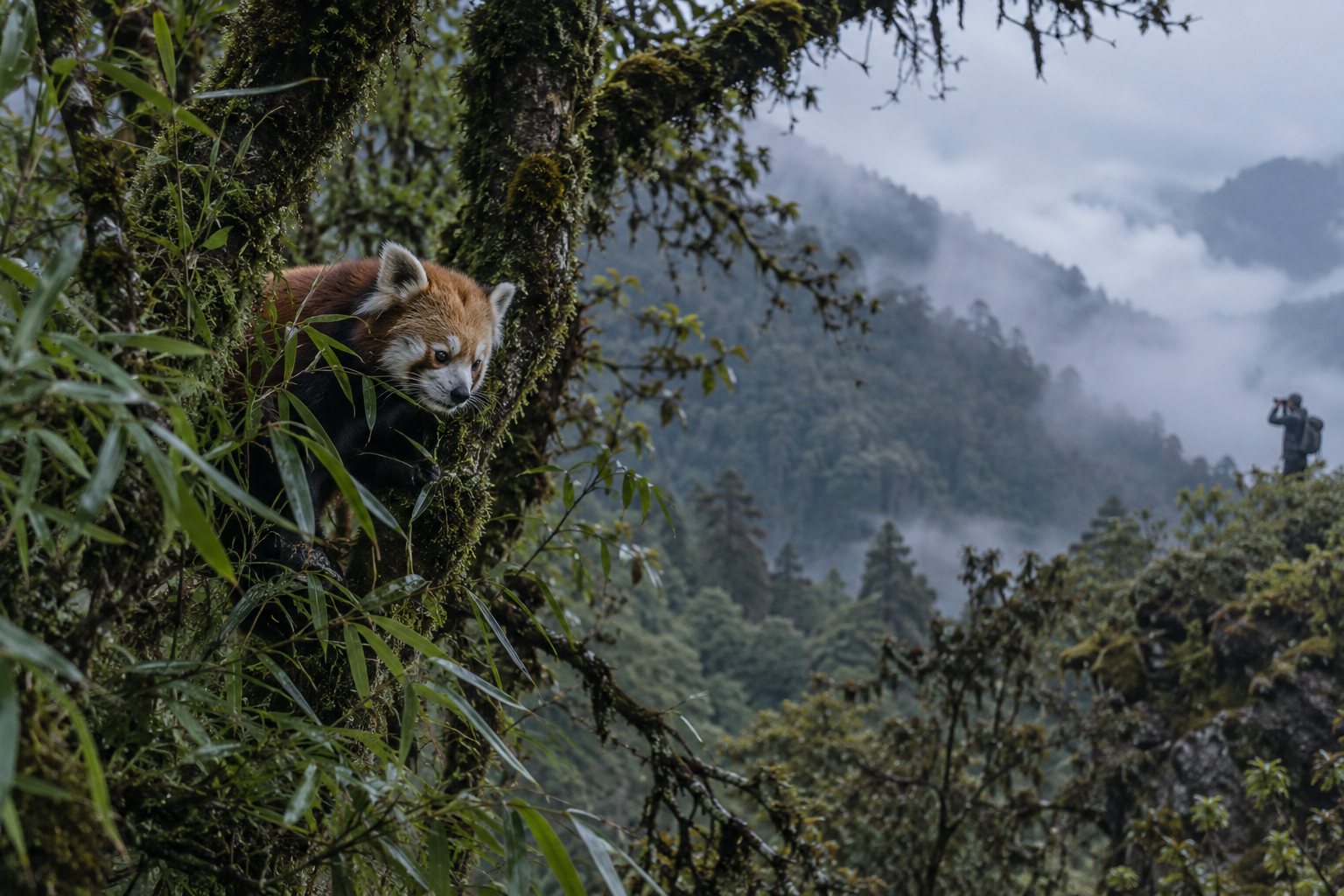 Interpretive respectful field-observation scene with a red panda partly concealed among eastern Himalayan bamboo and a distant observer keeping space.